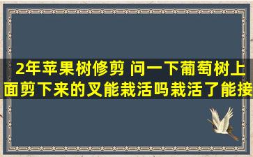 2年苹果树修剪 问一下葡萄树上面剪下来的叉能栽活吗栽活了能接葡萄吗